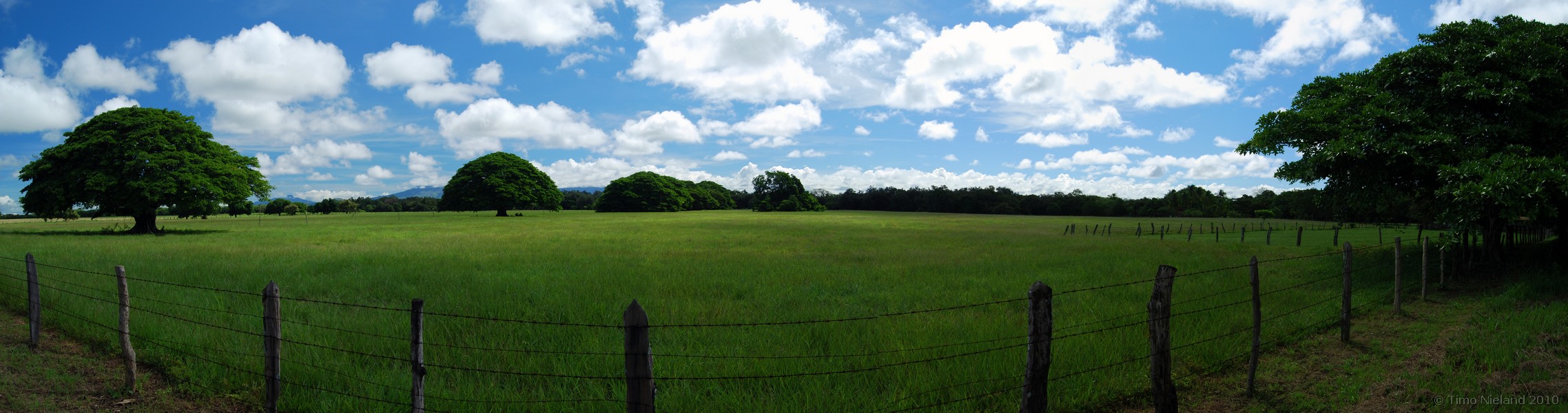Costa Rica: Feigenb&auml;ume